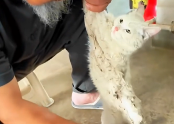 T3112026 The cold was louder than his cry.