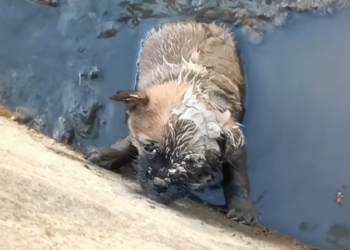 T3112031 He fought the water… not knowing how long he could last.