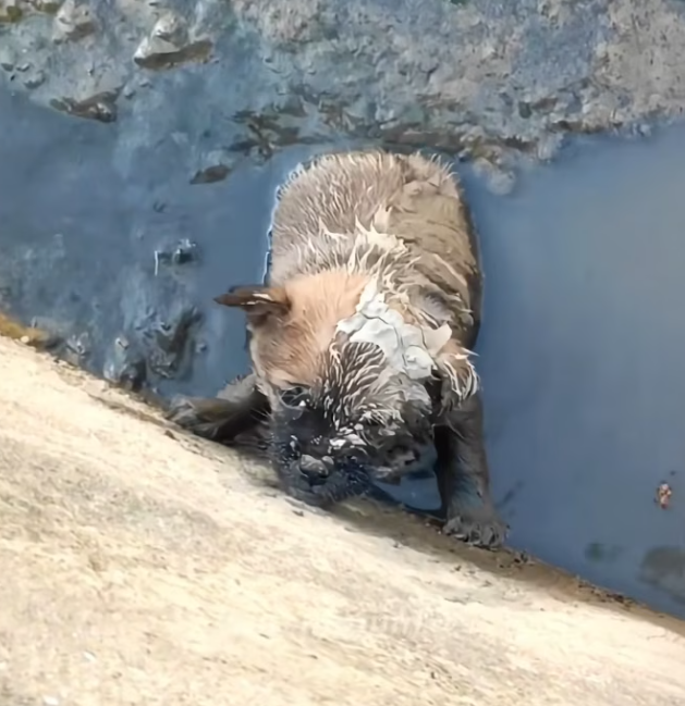 T3112031 He fought the water… not knowing how long he could last.