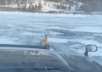 T3112030 One wrong step… and nowhere to run.