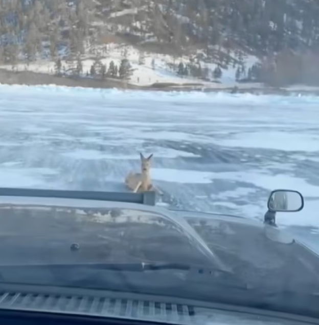 T3112030 One wrong step… and nowhere to run.