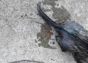 T3112034 He didn’t resist… he didn’t have the strength.