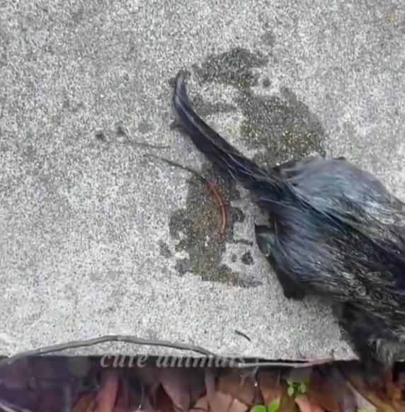 T3112034 He didn’t resist… he didn’t have the strength.