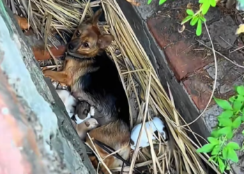 T3112035 She stayed awake… afraid to lose even one.