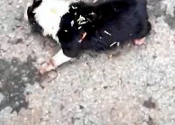 T3112038 He moved forward… but nowhere felt safe.