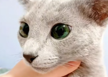 T3112040 He fit in one hand… and was slipping away.