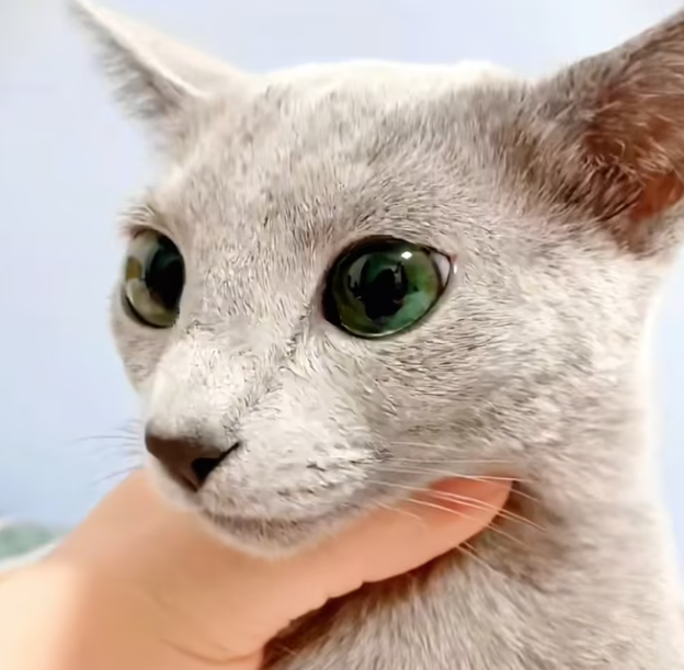 T3112040 He fit in one hand… and was slipping away.