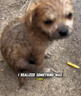 T0312017 #fyp #helpanimals