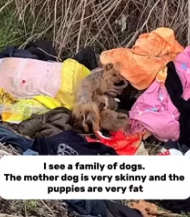 T0312039 Cute dogs #fyp #dogs #foryou #helpanimals #loveanimals