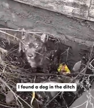 T0312040 dog is so cute #fyp #dogs #foryou #helpanimals #loveanimals