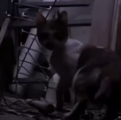 T0512006 God brought me to you.#animals #Foryou #Friendship #Us