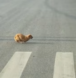 T0512008 God bless, your sunshine will finally bloom#animals #Foryou #Friend