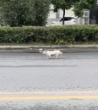 T0512009 It shouldn have to bear kind of pain .#animals #Foryou #Friend