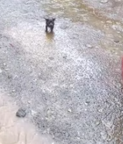 T0512011 Rescue puppy #rescue #animals #animalsoftiktok #rescueanimals #puppy