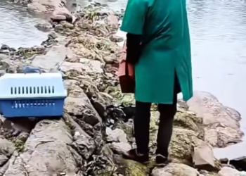 T0512012 Rescue family of cats #rescue #animals #animalsoftiktok #fyp #kitten