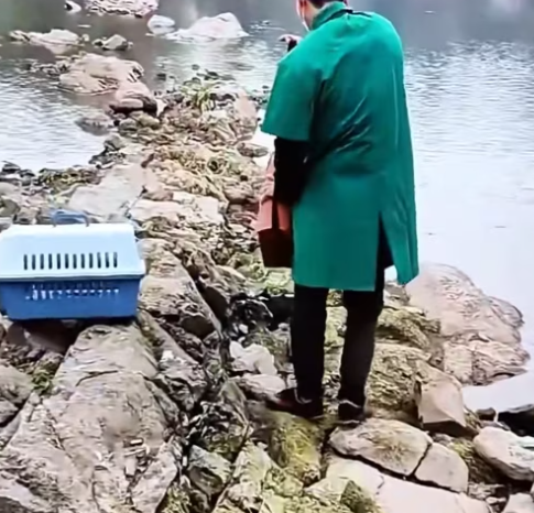 T0512012 Rescue family of cats #rescue #animals #animalsoftiktok #fyp #kitten