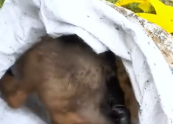 T0512013 Rescue puppy #rescue #animals #animalsoftiktok #rescuedog #dog #puppy