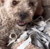 T0312026 #fyp #dogs #helpanimals #loveanimals #foryou