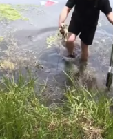 T0512014 Rescue puppy #rescue #animals #animalsoftiktok #fyp #puppy #puppy