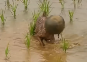 T0512015 Rescue puppy #rescue #animals #animalsoftiktok #rescuedog #dog #puppy