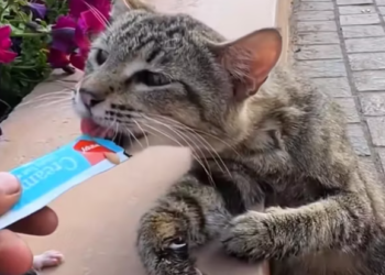 T0512016 Rescue family of cats #rescue #animals #animalsoftiktok #rescuecat