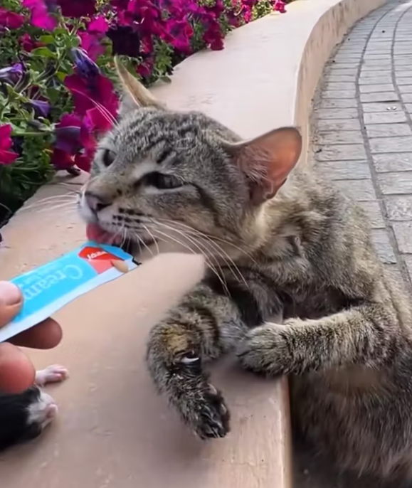 T0512016 Rescue family of cats #rescue #animals #animalsoftiktok #rescuecat