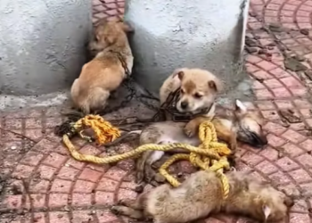 T0512018 Rescue puppies #rescue #animals #animalsoftiktok #rescuedog #dog #puppy