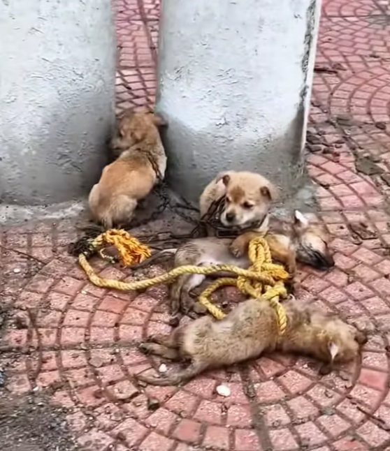 T0512018 Rescue puppies #rescue #animals #animalsoftiktok #rescuedog #dog #puppy