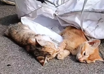 T0512020 Rescue kittens on road #rescue #animals #animalsoftiktok #rescue