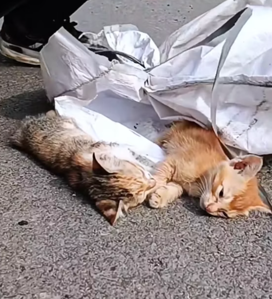 T0512020 Rescue kittens on road #rescue #animals #animalsoftiktok #rescue