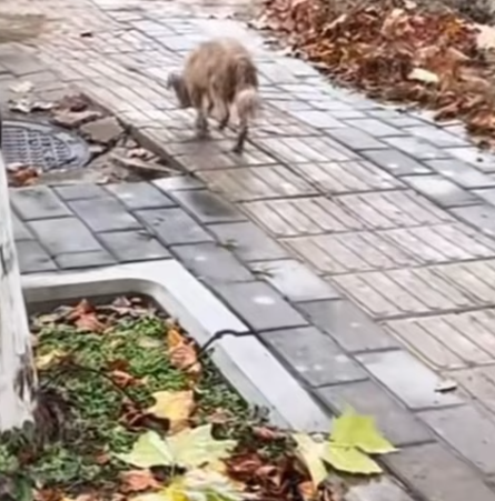 T0512021 Help abandoned dog allergies all over its body#fyp #helpanimals