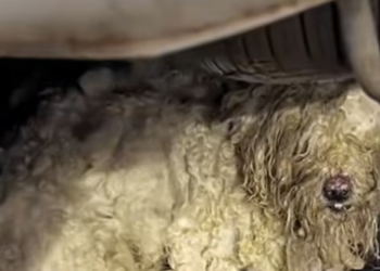 T0512024 poor dog#fyp #dogs #helpanimals #loveanimals #foryou