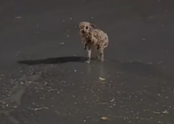 T0512025 Help little stray dog #fyp #dogs #helpanimals #loveanimals #foryou