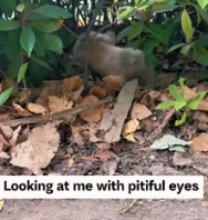 T0312031 #fyp #dogs #helpanimals #loveanimals (2)