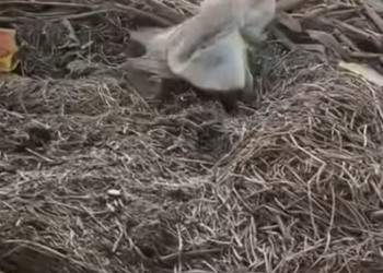 T0512026 rescue an abandoned dog by river #fyp #dogs #helpanimals #foryou