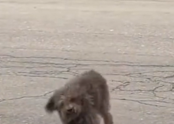 T0512027 Help dog wandering on road #fyp #dogs #helpanimals #foryou #l…