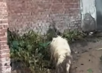 T0512028 Hopefully owner will come pick up dog soon #fyp #dogs #help