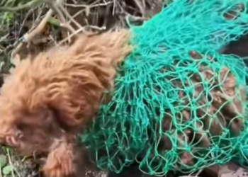 T0512029 Rescue dog trapped in forest #fyp #dogs #helpanimals #loveanima…