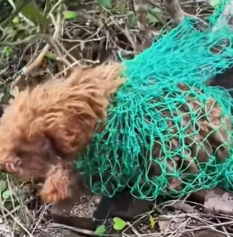 T0512029 Rescue dog trapped in forest #fyp #dogs #helpanimals #loveanima…