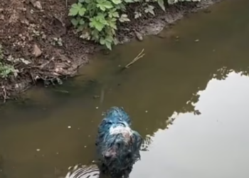 T0512030 rescue little dog in ditch #fyp #dogs #helpanimals #loveanima…