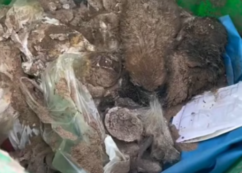 T0512032 Help lovely dog#fyp #dogs #helpanimals #loveanimals #foryou