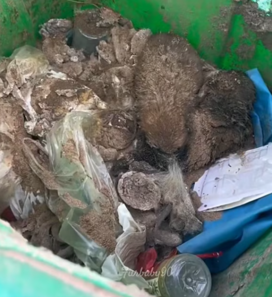 T0512032 Help lovely dog#fyp #dogs #helpanimals #loveanimals #foryou