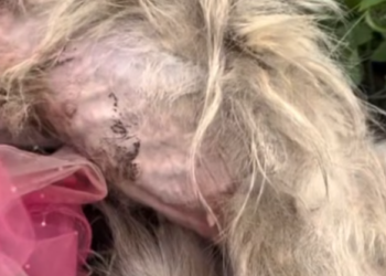 T0512033 rescue abandoned animals #fyp #dogs #foryou #helpanimals #loveanimals