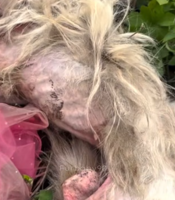 T0512033 rescue abandoned animals #fyp #dogs #foryou #helpanimals #loveanimals