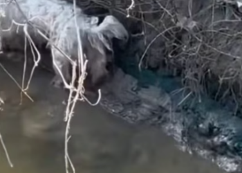 T0512034 Helping little lives #fyp #dogs #foryou #helpanimals #loveanimals