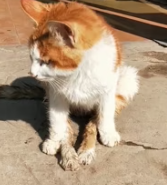 T0312029 #fyp #helpanimals #loveanimals #foryou #viral #us