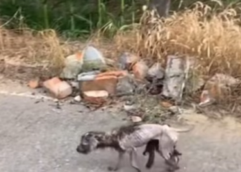 T0512035 poor dog was saved by me #fyp #dogs #foryou #helpanimals