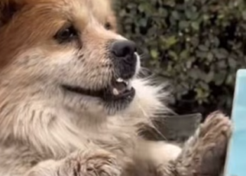 T0512036 Nothing can separate sacred mother child love #fyp #dogs #foryou