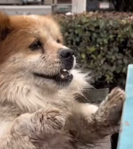 T0512036 Nothing can separate sacred mother child love #fyp #dogs #foryou