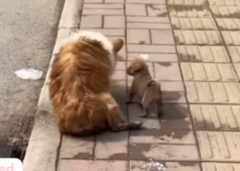 T0512037 Help disabled dog, so poor #fyp #dogs #helpanimals #loveanimals